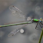 Male Emerald Damselfly on rush