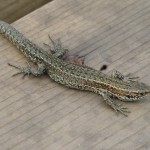 Viviparous Lizard, Lacerta vivipara