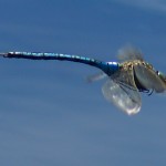 Emperor Dragonfly patrolling its pond at waist height