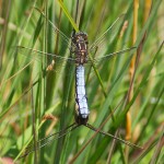 Four Wings Good, Eight Wings Better - Keeled Skimmers in cop