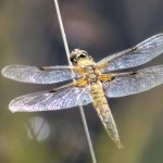 Four-Spotted Chaser