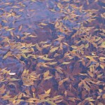 Potamogeton pondweed with oily scum