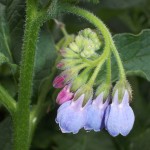 Comfrey flowerhead just starting