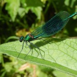 Iridescent: a male Banded Demoiselle