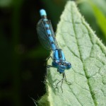 A watchful Azure Damselfly, Coenagrion puella