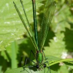 Female Banded Demoiselle