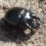3-horned Minotaur (dung) Beetle