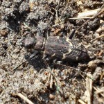 Wood Tiger Beetle Cicindela sylvatica