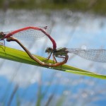 Small Red Damselfly, Ceriagrion tenellum, in cop