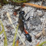 Small Sand Wasp, Ammophila pubescens