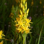  Bog Asphodel