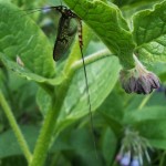 Mayfly, Ephemera cf vulgata