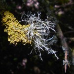 Ramalina (and orange Xanthoria) lichen on Hawthorn