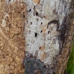 Pine bored by bark beetles