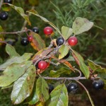 Alder Buckthorn in fruit