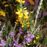 Gorse and Heather - yellow-purple harmonies