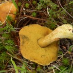 Larch Bolete Suillus grevillei