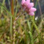 Cross-Leaved Heath, Erica tetralix