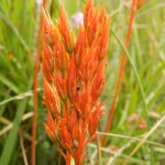 The unretouched colour of Bog Asphodel in fruit