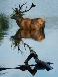 Stag reflections. Pen Ponds, Richmond Park