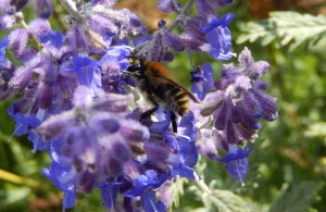Bee in the garden of Pembroke Lodge