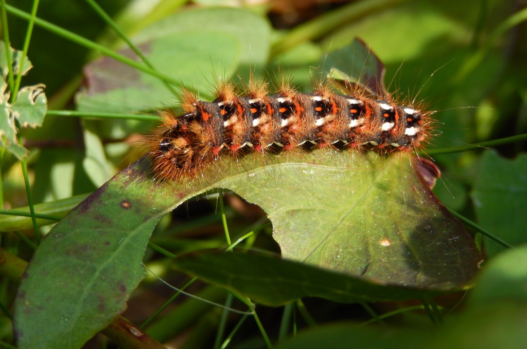 Knotgrass Moth Caterpillar in garden, on a beautiful autumn day. It has eaten a substantial portion of the leaf.