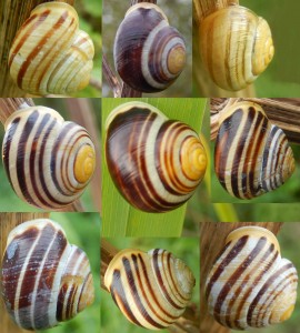 Polymorphism in White-Lipped Banded Land Snail