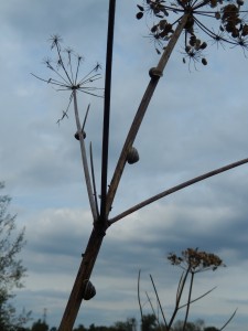 Banded Snails on dried Hogweed