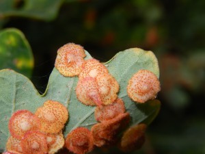 Spangle Galls on Pedunculate Oak