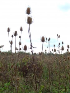 Teasels