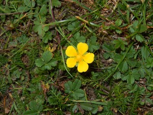 Potentilla