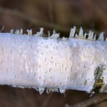Gently peeling Birch Bark Chobham Common