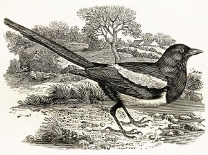 Magpie by Thomas Bewick