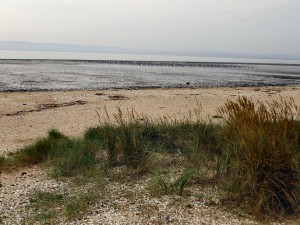 A thousand Oystercatchers in the Thames Estuary at Sheppey