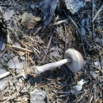 Ghost Bolete, Leccinum holopus (with sphagnum under Birch, rare)