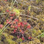 Round-Leaved Sundew Drosera rotundifolia in flower