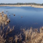 Thursley Common Bog Panorama May 2013