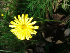 Crepis vesicaria - Beaked Hawk's-beard 