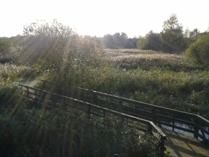 Afternoon sunshine on a very warm Halloween at the Wetland Centre