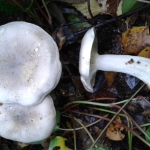 Clouded Funnel, Clitocybe nebularis