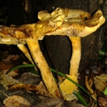 Sulphur Knight, Tricholoma sulphureum