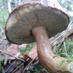 Slippery Jack, Suillus luteus