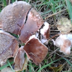 The Blusher, Amanita rubescens (broken)