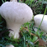 Handsome Common Puffballs, Lycoperdon perlatum