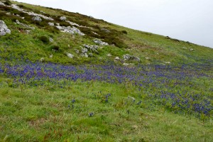 Remnant Bluebells on Ramsey Island: once this bare moorland was forest