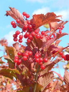 Autumn Reds: Guelder Rose at London Wetland Centre