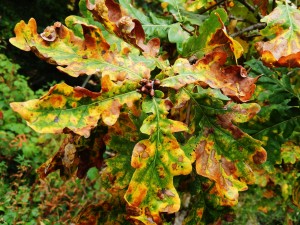 Autumn Oak Leaves (with spangle galls)
