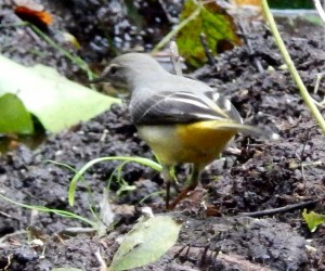 Grey Wagtail