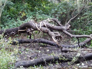 Lopped Trunks in the Mangrove Swamp