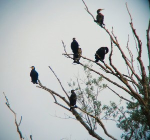 Cormorants roosting at Wraysbury Lakes